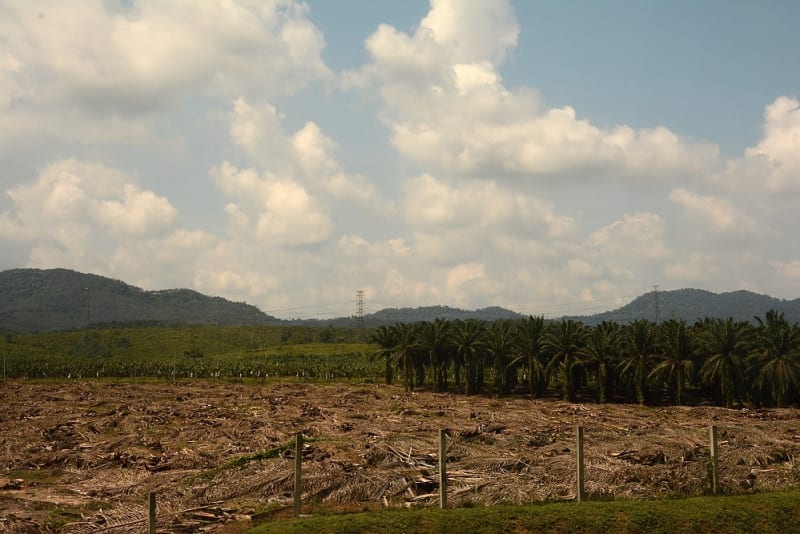 Olejnice guinejská - matka palmového oleje - Obrázek 6