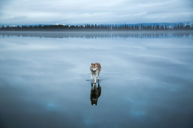 Huskyové na zamrzlém sibiřském jezeře vypadají, jako by chodili po vodě! - Obrázek 8