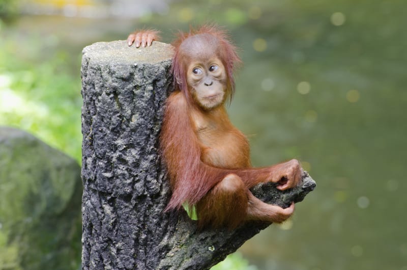 Orangutani: zrzaví pralesní muži, kterým hrozí vyhynutí - Obrázek 6
