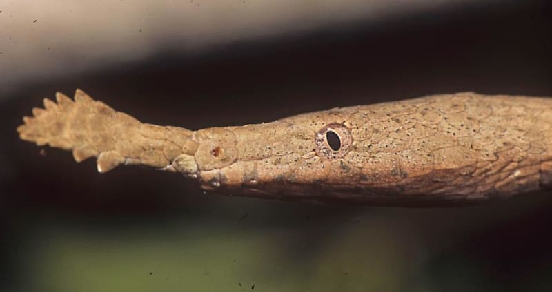 Langaha listonohá - bizarní hadí krasavice z Madagaskaru - Obrázek 1