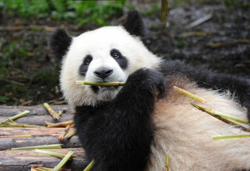 Jakékoliv mládě narozené v zoo v době zápůjčky patří Čínské lidové republice. FOTO: Thinkstock