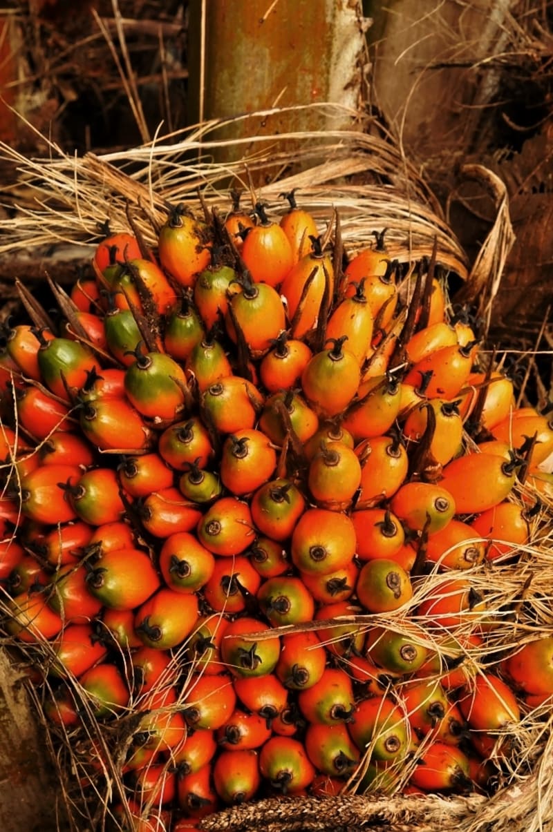 Olejnice guinejská - matka palmového oleje - Obrázek 4