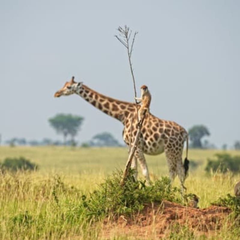 Jedu na žirafě! Národní park Murchison Falls, Uganda