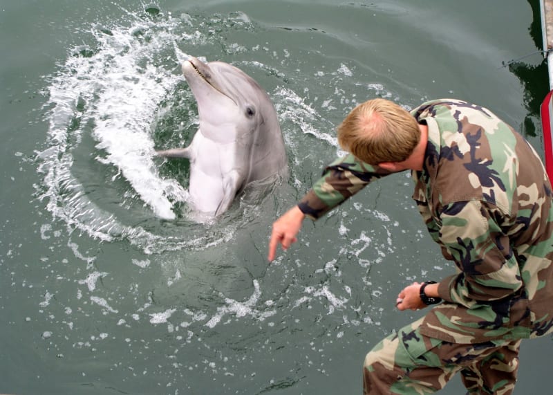Delfíni a lachtani ve službách vojáků - Obrázek 6