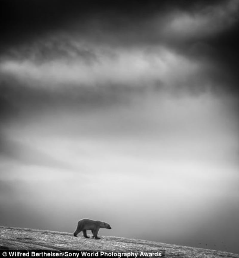 Černobílý medvěd