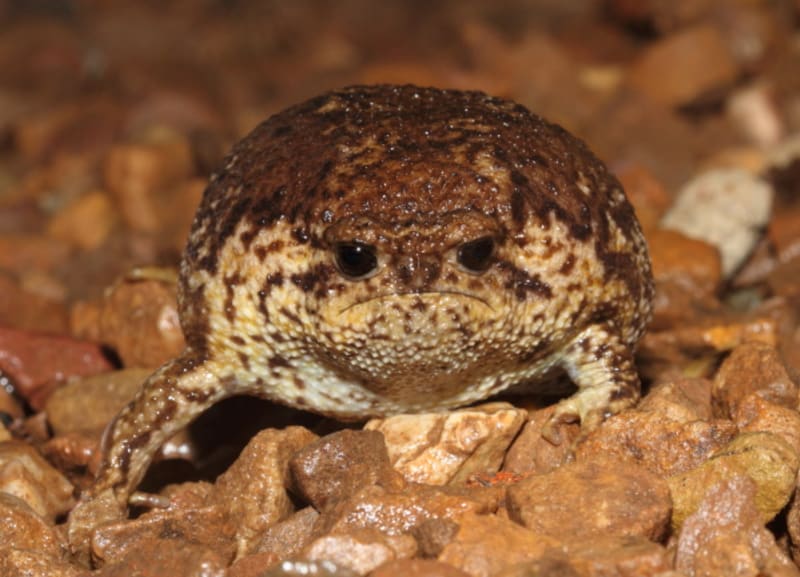 Bizarní žába Breviceps gibbosus - Obrázek 4