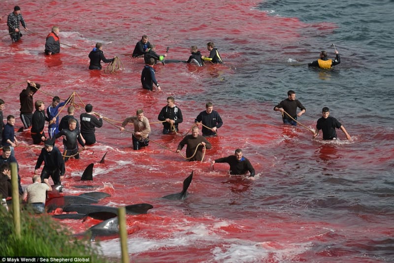 Na Faerských ostrovech letos místní vyvraždili 250 kulohlavců - Obrázek 2