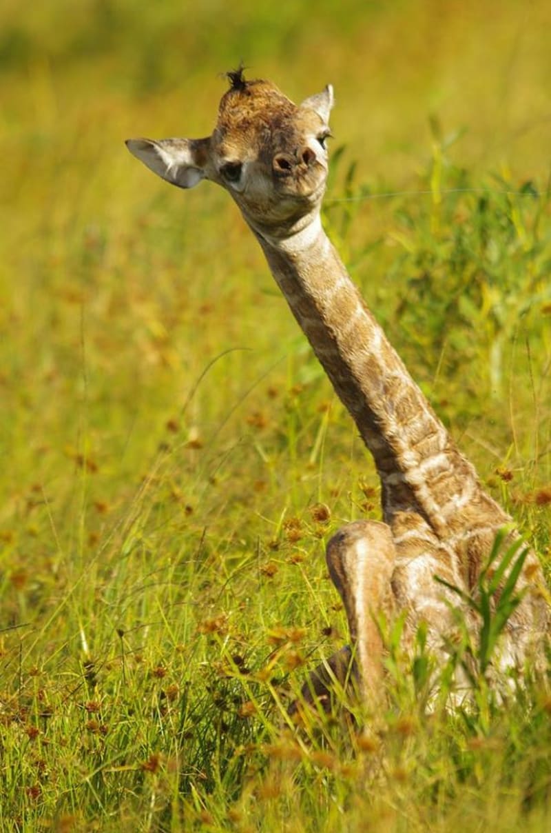 GALERIE: Porod žirafy v přímém přenosu! - Obrázek 15