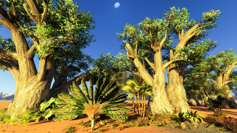 Madagaskar - Obrázek 8
