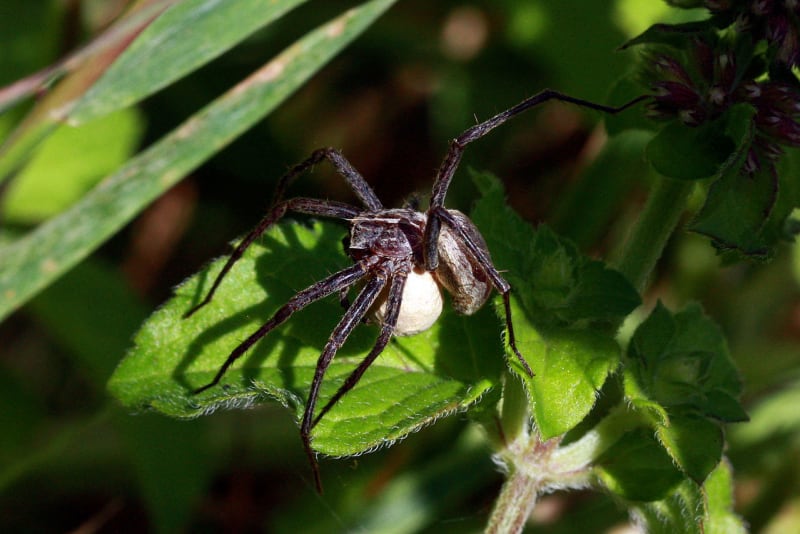 Lovčík hajní - pavouk, který umí uplatit samičku - samice s kokonem