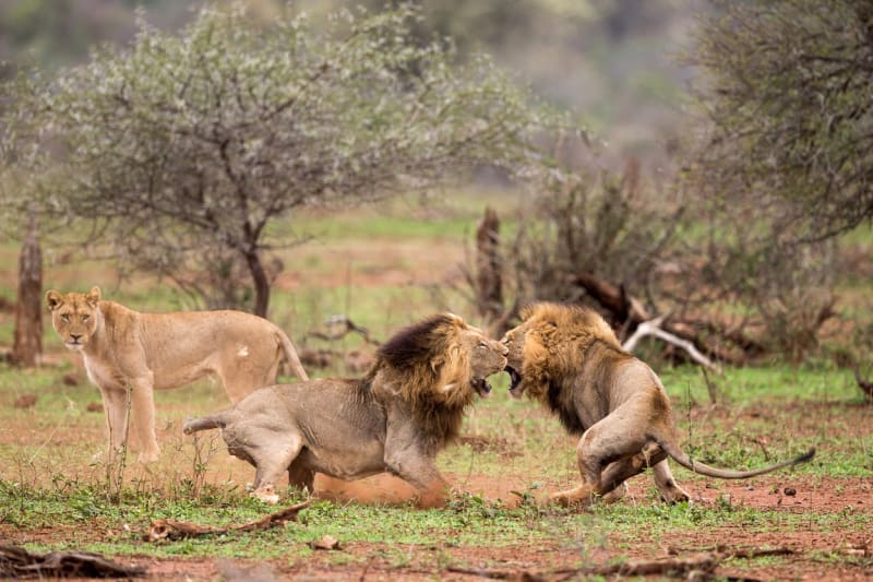 FOTOSTORY: Dva lvi se porvali o hárající samici - Obrázek 6