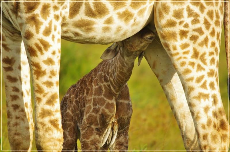 GALERIE: Porod žirafy v přímém přenosu! - Obrázek 21