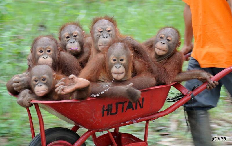 Záchrana orangutaních mláďat  - Obrázek 1