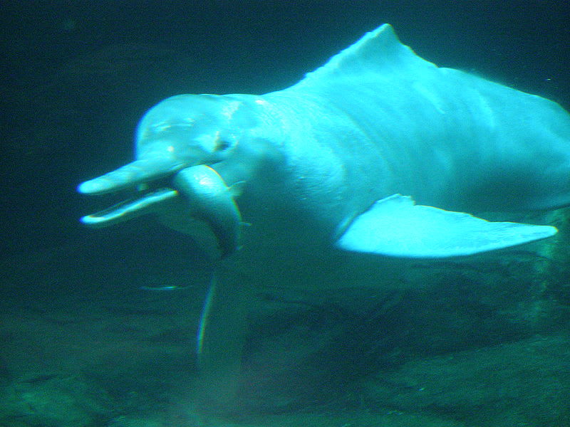 Delfínovec čínský