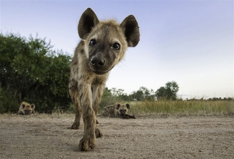 Nevěříte, že hyeny jsou roztomilé? - Obrázek 12