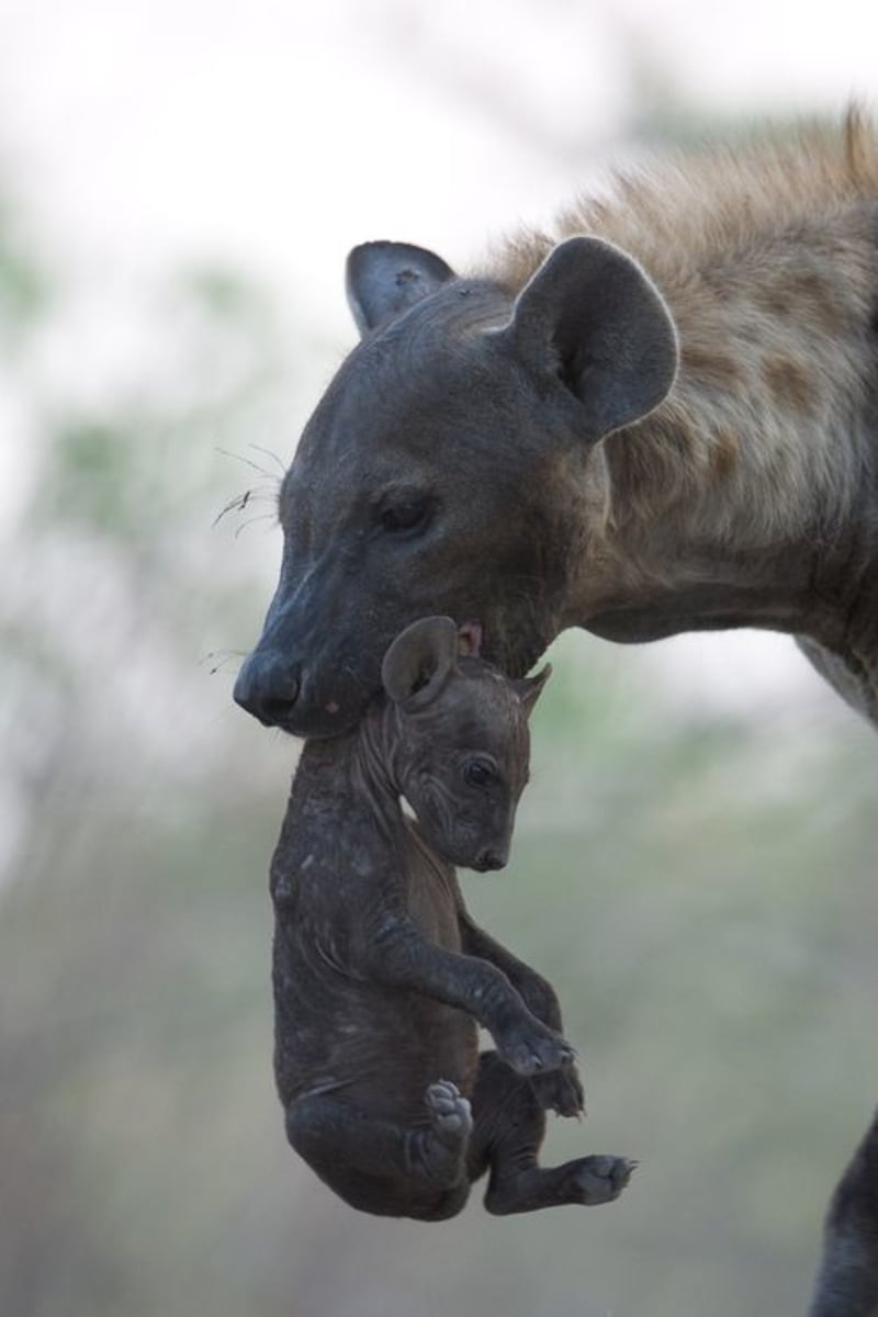 Nevěříte, že hyeny jsou roztomilé? - Obrázek 8