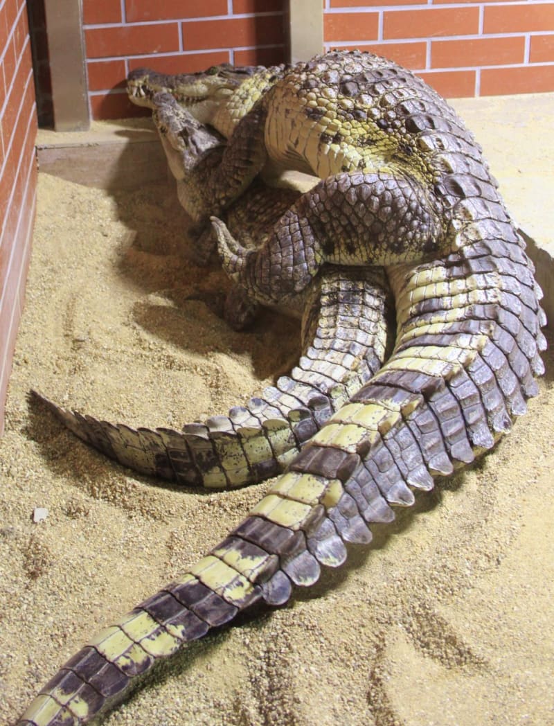 Krokodýli siamský a filipínský - Obrázek 2