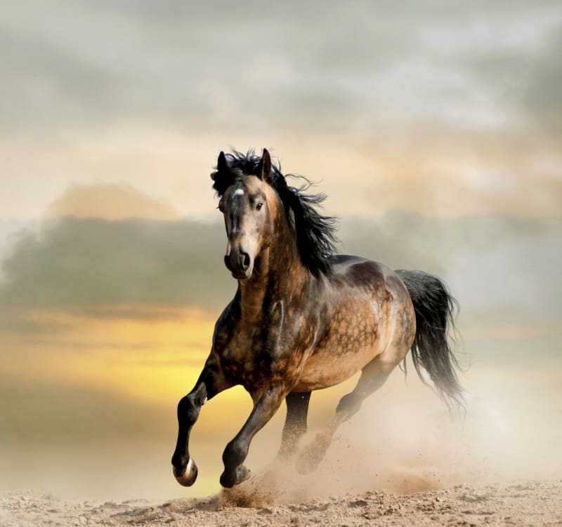 Elegance koňského pohybu - Obrázek 7