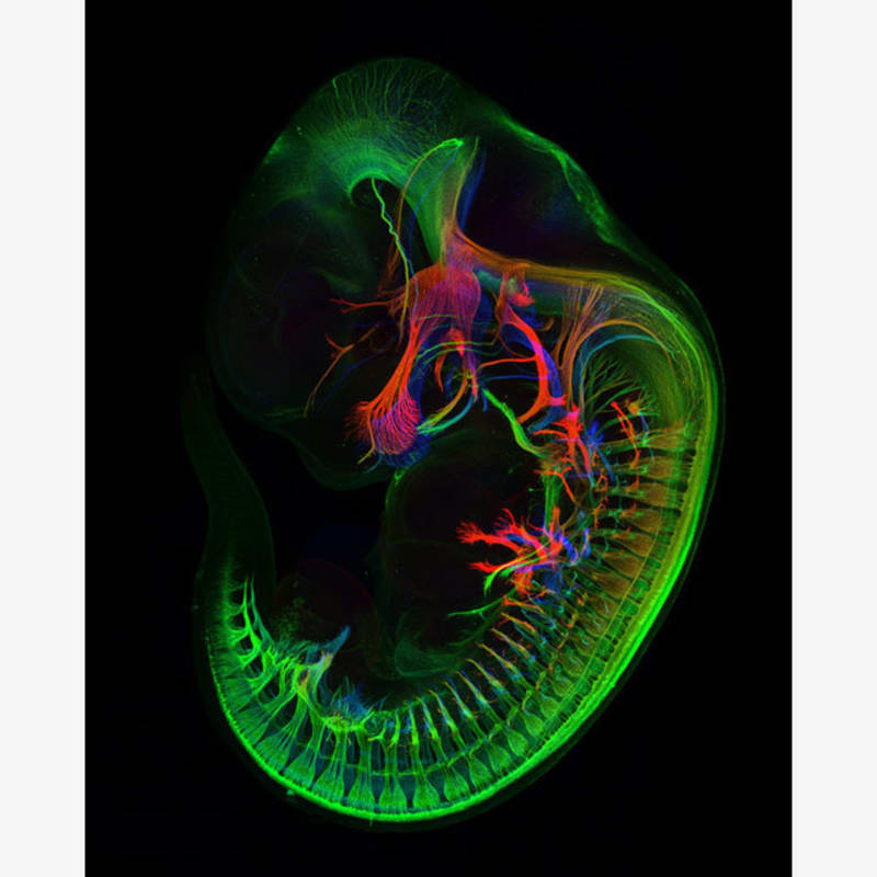 Myšší embryo