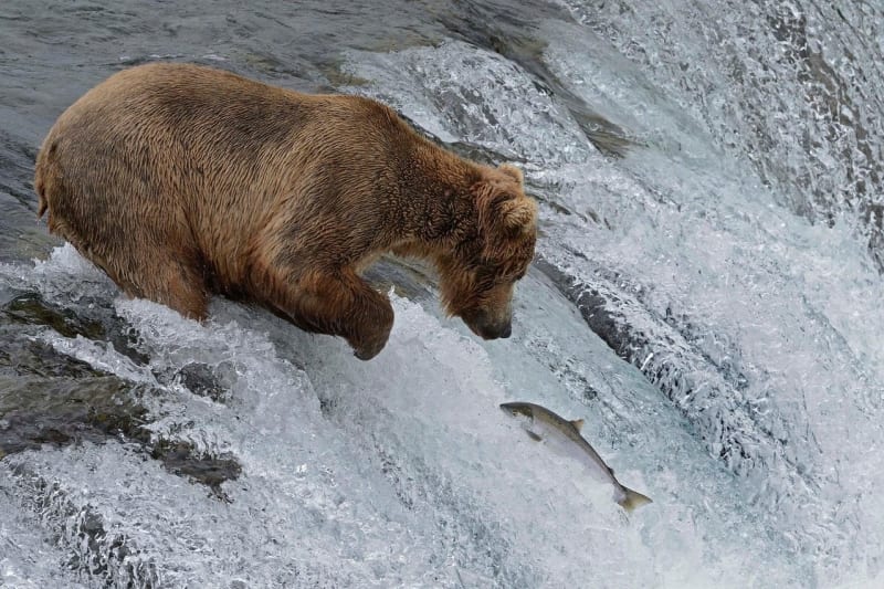 Když se medvědům nedaří rybolov - Obrázek 7