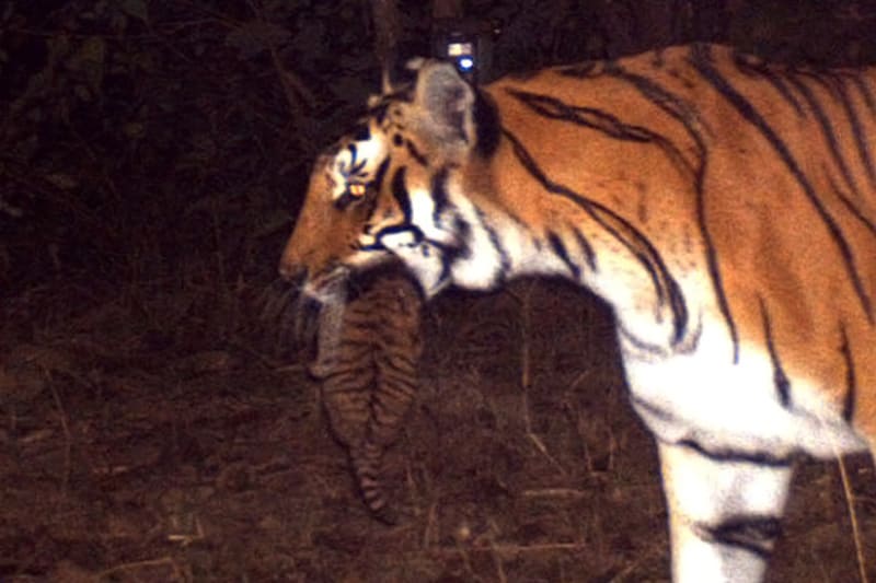 Samice tygra bengálského nese v tlamě své mládě; řeka Kosi - Indie