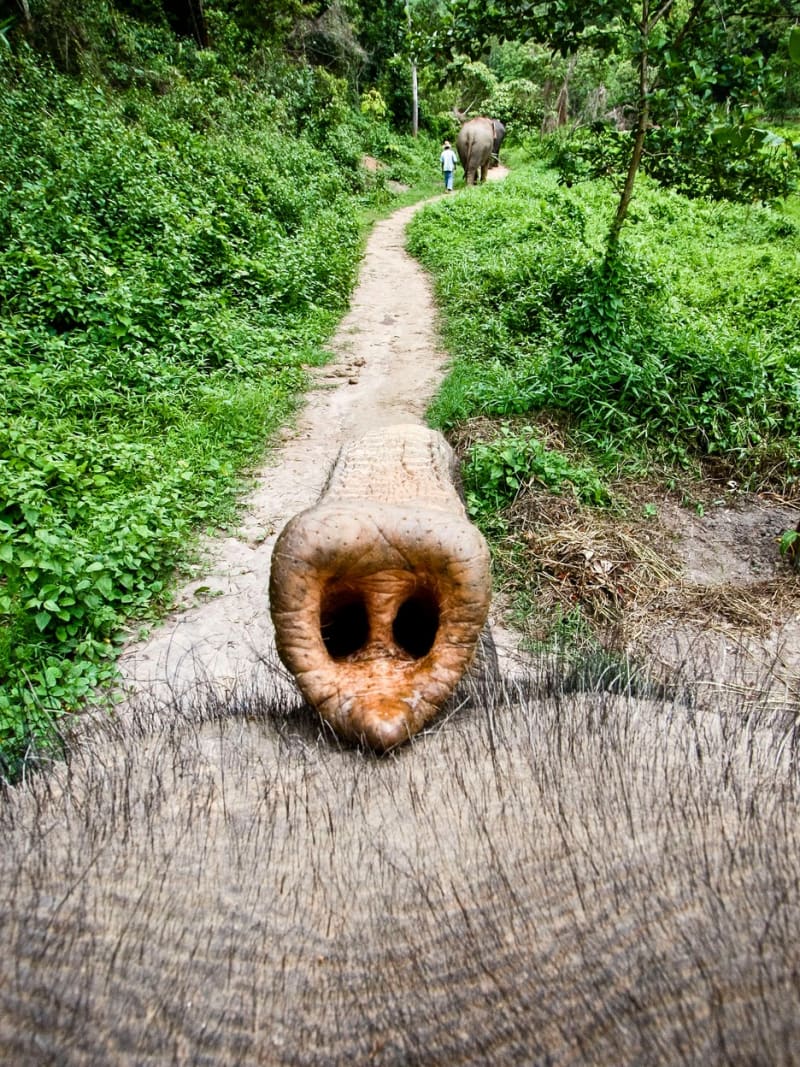 Nejlepší fotografie slonů: Perspektiva je ukazuje z nečekaných úhlů - Obrázek 7