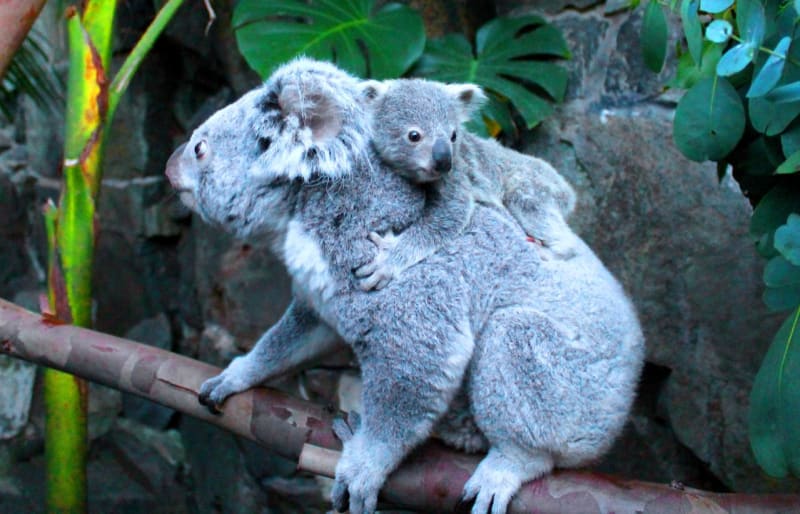 Mladičké koaly