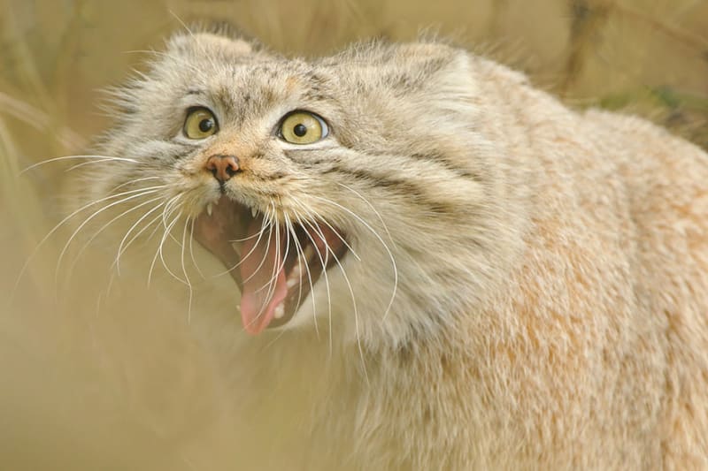 Manulové: krásné a zcela ohrožené divoké kočky - Obrázek 5