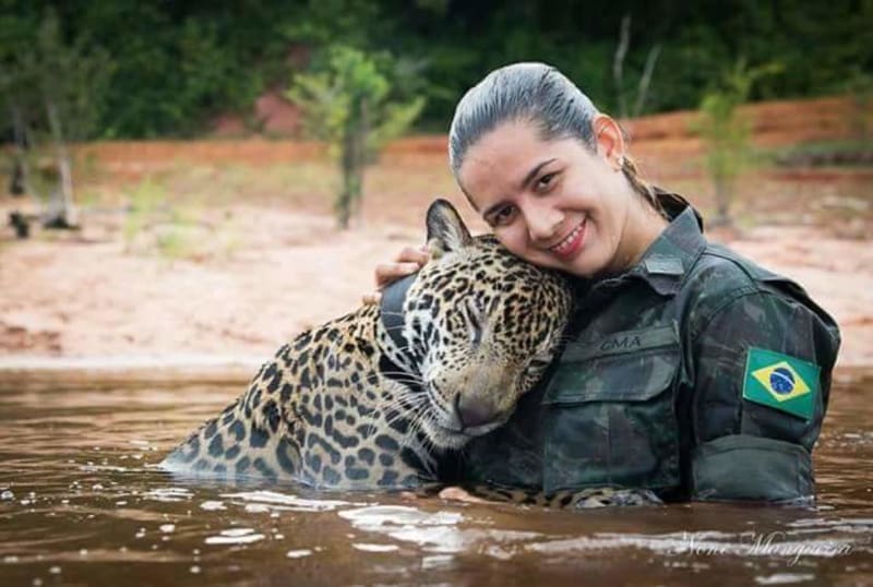 Brazilský armádní jaguár  - Obrázek 1