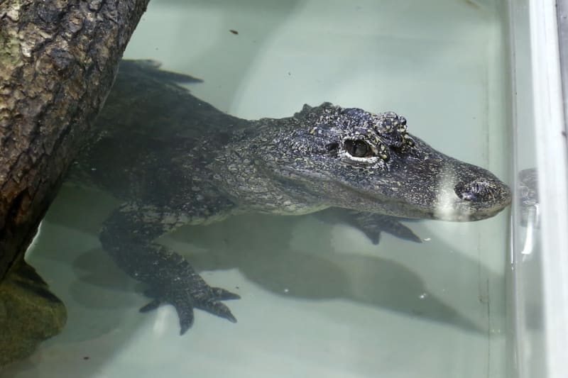 Křtiny krokodýlů  - Obrázek 10