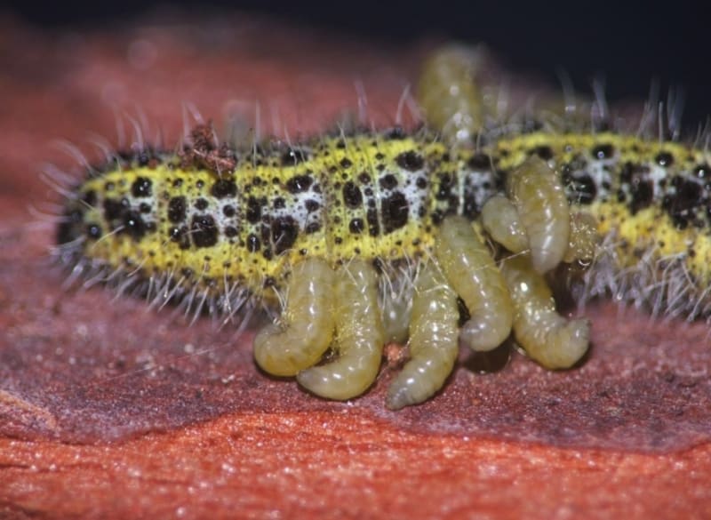 Embryo parazitického hmyzu lumčíka žlutonohého