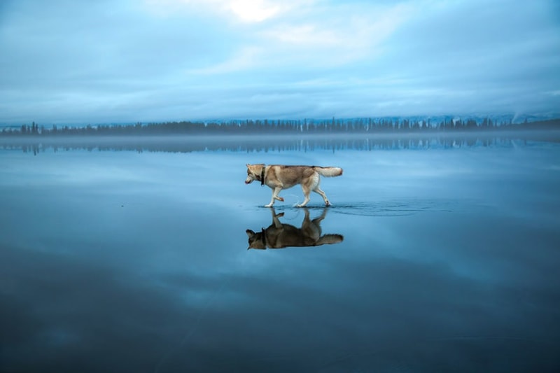 Huskyové na zamrzlém sibiřském jezeře vypadají, jako by chodili po vodě! - Obrázek 13