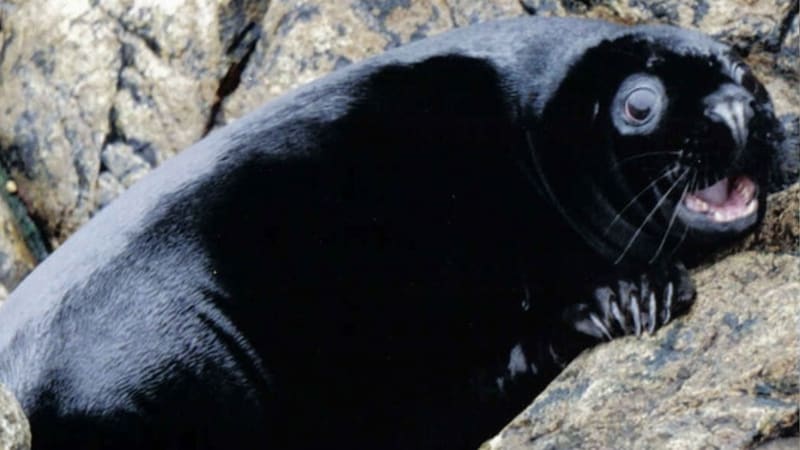 Černá forma tuleně