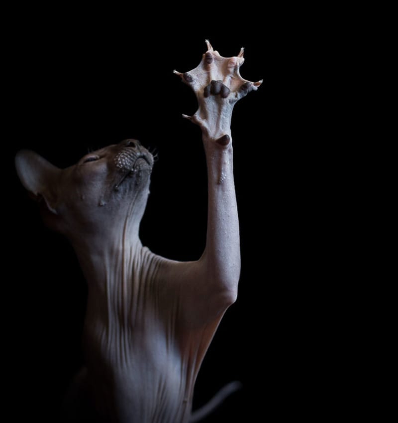 Kočky sfinx - Obrázek 2
