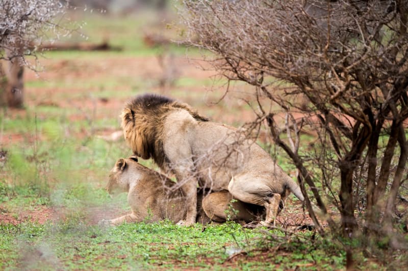 FOTOSTORY: Dva lvi se porvali o hárající samici - Obrázek 1