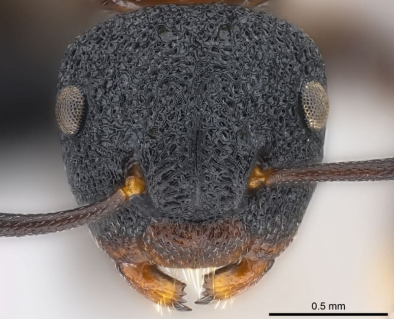 Camponotus manni umbratilis