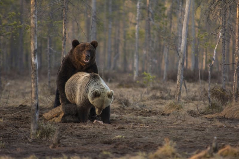 Páření medvědů