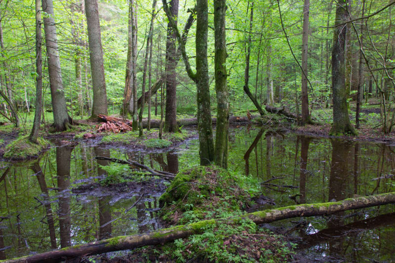 Magický Bělověžský prales - Obrázek 7