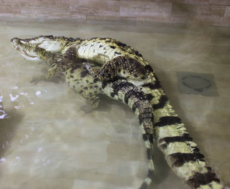 Krokodýli siamský a filipínský - Obrázek 10
