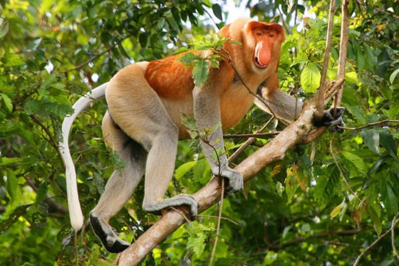 Kahau nosatý sice umí jako jedna z mála opic plavat, ale stejně mu to nepomůže...