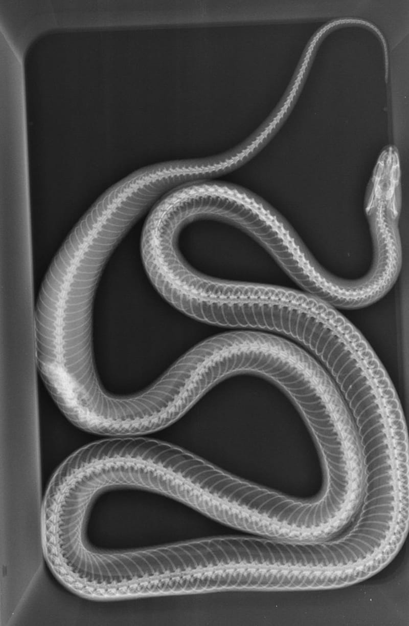 Snímek hada, který ale nebyl pořízen jen tak pro zábavu. Had má nádor ledvin, držte mu palce při operaci