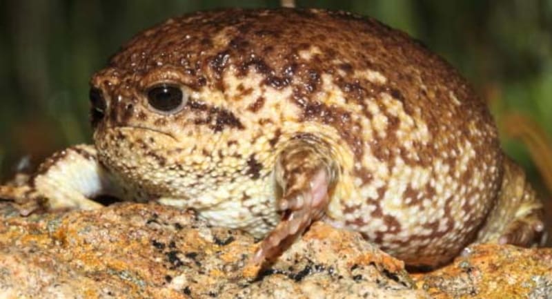 Bizarní žába Breviceps gibbosus - Obrázek 5