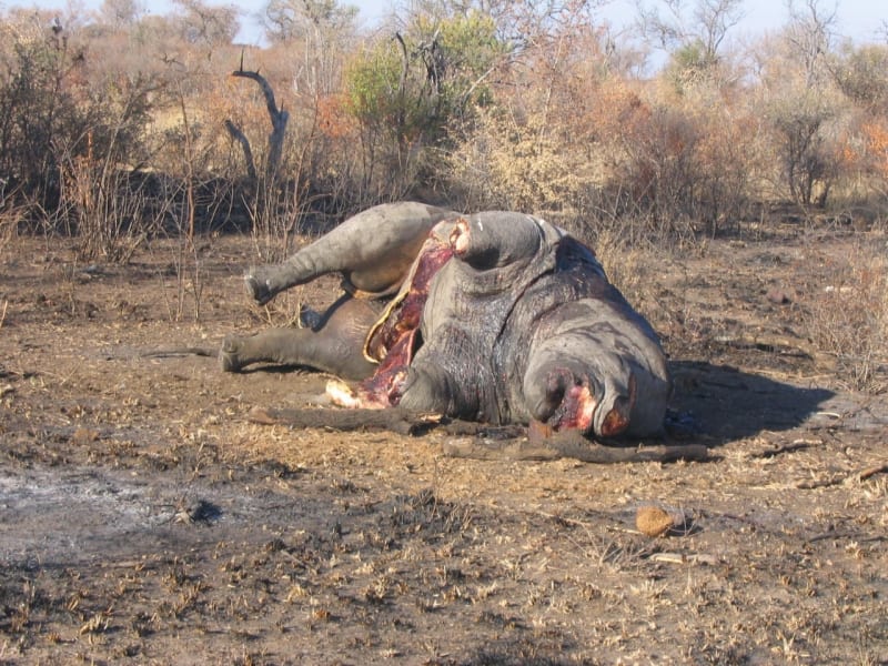 Pytlačení nosorožců - Obrázek 5
