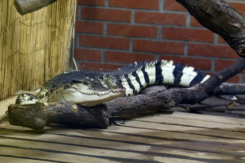 Křest krokodýlů v Protivíně - Obrázek 3