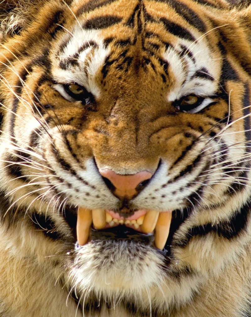Tygří pohledy - Obrázek 13