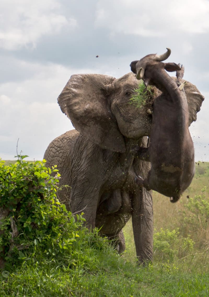 Rozzuřená slonice ochránila svá mláďata - Obrázek 3