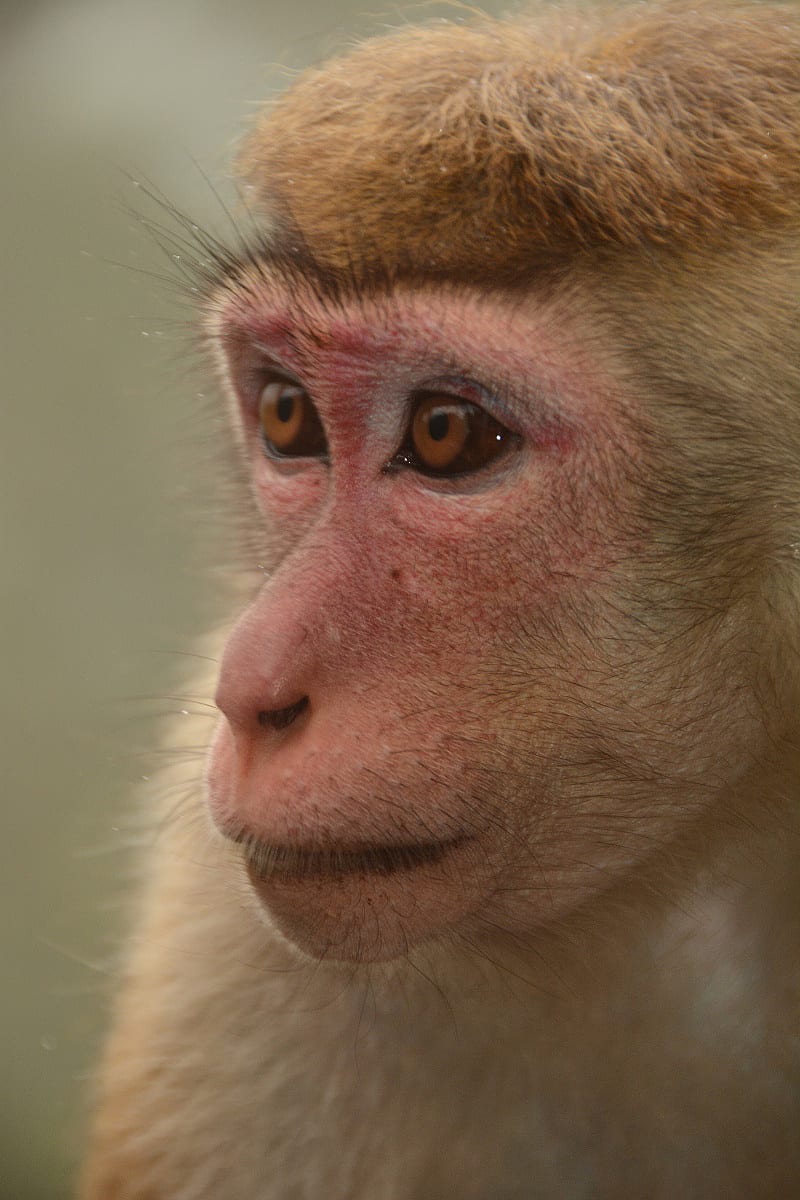 Srílanka a její endemit - makak bandar