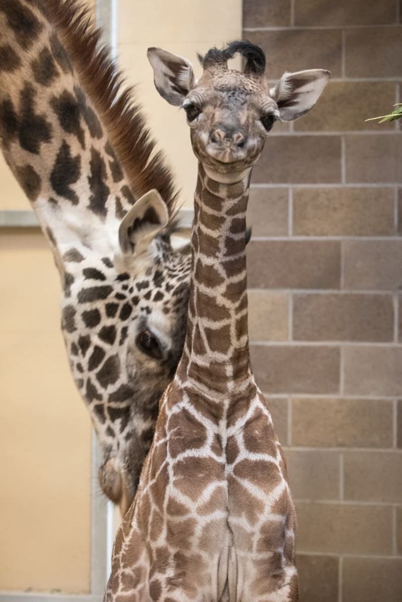 Mládě žirafy ze Sacramento Zoo - Obrázek 3