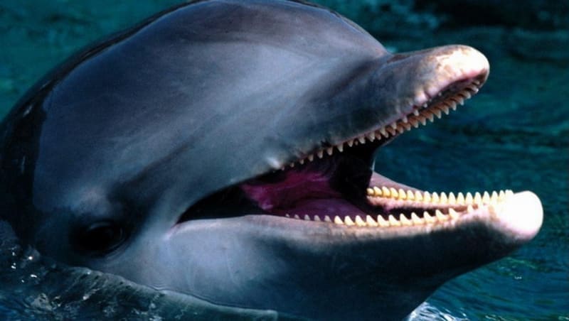 Zvláštní zuby z říše zvířat - delfín