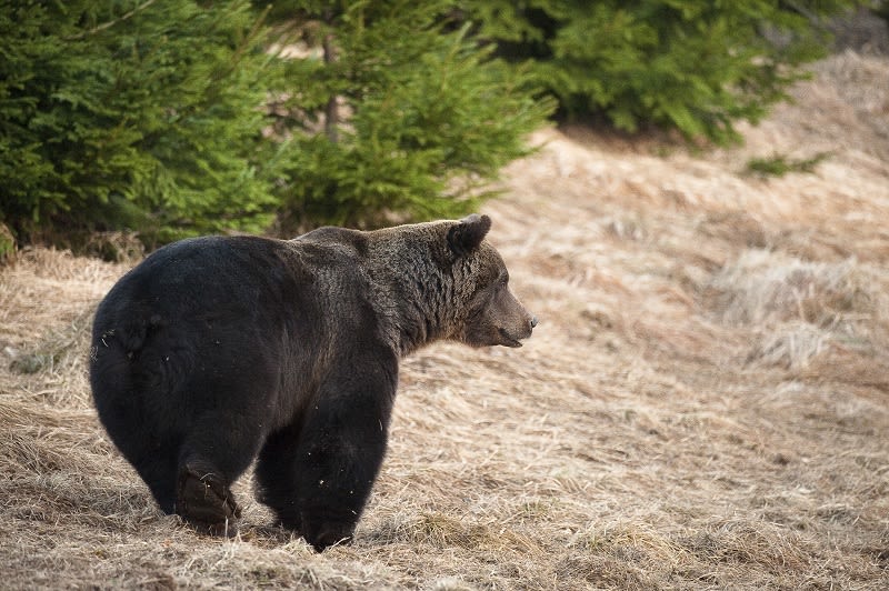 Medvěd hnědý se právě rozhlíží po okolí, kam jen by na zimu složil hlavu